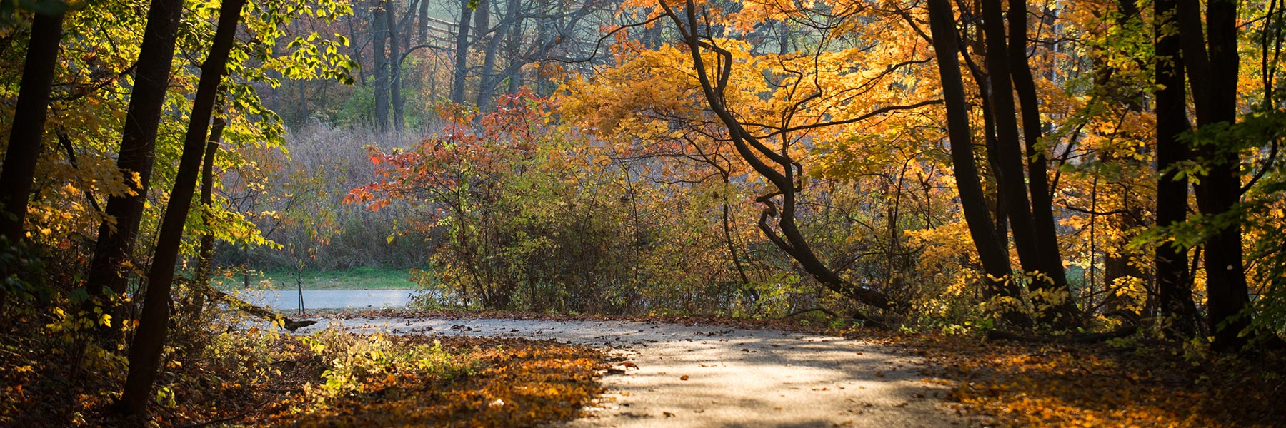 Path in the woods in fall season